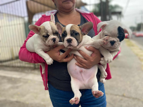 Cachorros Bulldog Francés