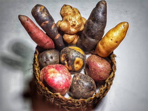 Papas Chilotas Nativas ( 5 Kg) - El Huerto De Chiloé