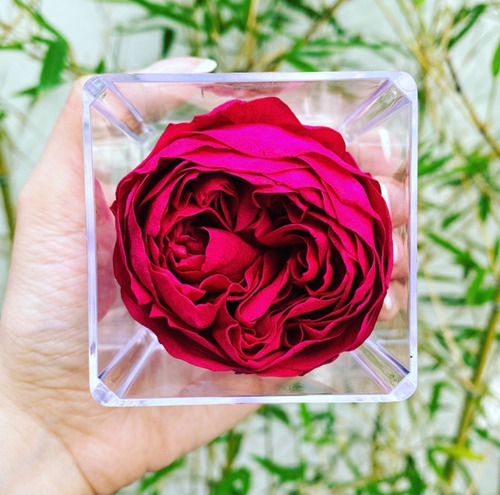 Peonia Roja Eterna Natural Preservad Regalo | Meses sin intereses Peonia Roja Eterna Natural Preservad Regalo | Meses sin intereses