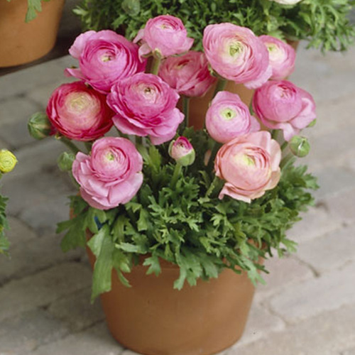 Imagen 3 de 5 de Bulbos De Marimonia Tomer Israel Enanas Flores Gigantes X5 B