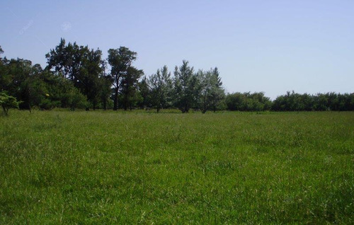 Imagen 3 de 12 de Campo Mixto En Las Flores De 200 Has . A 3 Km De Ruta 3