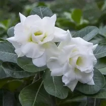 Comprar 8 Semillas De Rosa Del Desierto Adenium Obesum Semillas De F