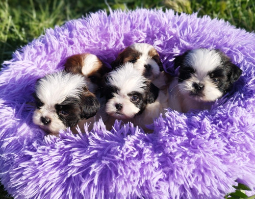 Hermosos Shihtzu Finos Machos Y Hembras 