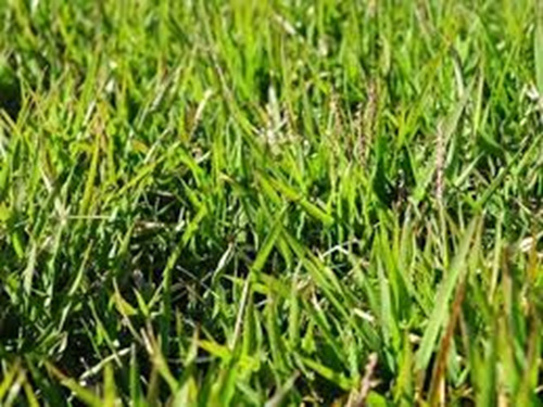 2 Kg De Sementes De Grama Esmeralda Select Plus Para 2000 M2