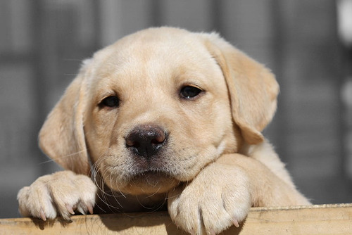 Cachorro Labrador Arena 04