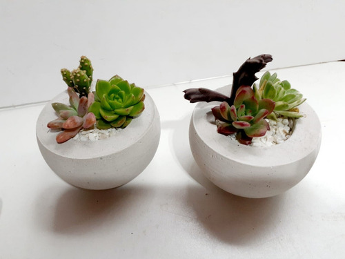 Pack 10 Terrario Suculenta Cuenco Fiesta/evento/souvenir/8cm