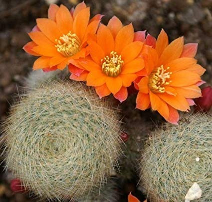 20 Sementes Cactos Rebutia Mix Cactus Flor P/ Mudas Cactus | MercadoLivre
