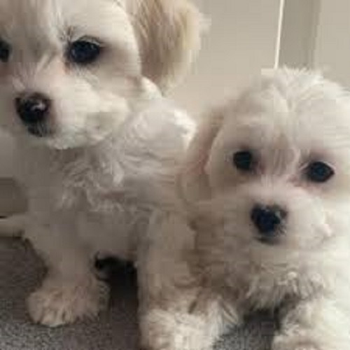 Cachorritos Bichon Maltes En 350