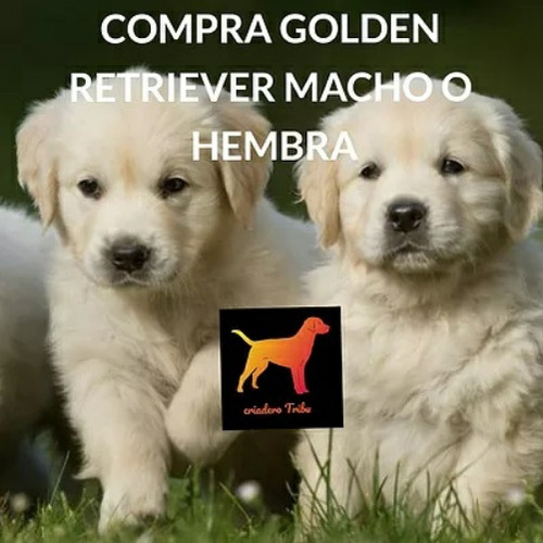 Los Golden Retriever Con Mas Historia - Criadero Tribu