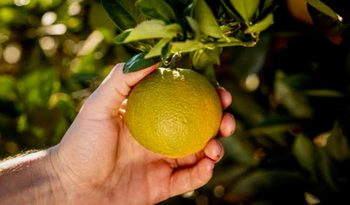 Adubo Fertilizante P/ Laranja - 10 Litros- Imperial Supremo