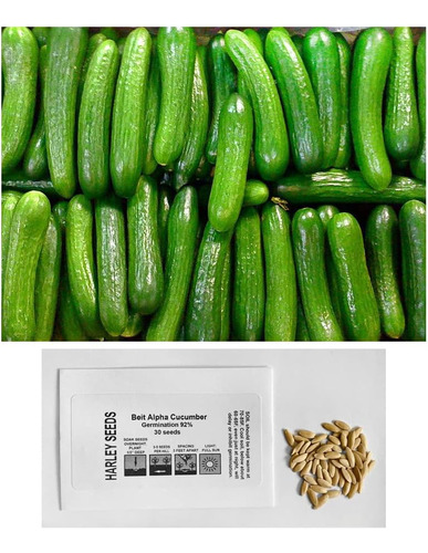 Más De 30 Semillas De Pepino Persa Beit Alpha, Sin Omg