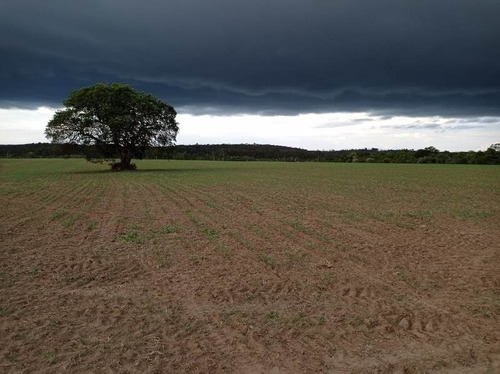 Imagem 22 de 29 de Fazenda 155 Alqueires, Terra Fértil, Rica Em Água Com Rio, 120 Alqueires Para Lavoura, 20 Alqueires Em Eucalipto, Casa Sede, Casa Caseiro, Curral - Fa00262 - 70837159