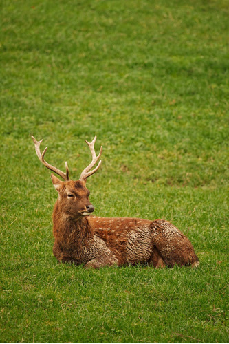 Cuadro 60x90cm Venado Cervatillo Ciervo Deer Animal Fauna M3