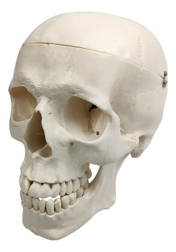 A*gift Modelo Anatómico De Cráneo Humano Adulto, Tamaño