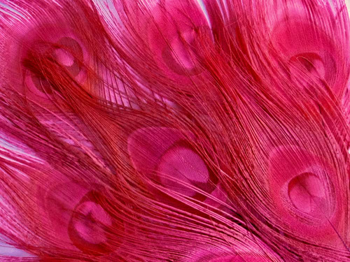 Pluma Pavo Real; Color Rosa Teñido 5 Pieza
