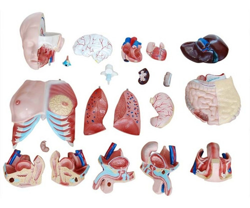 Imagen 2 de 7 de Torso Trisex Disectible En 21 Partes De Tamaño Natural 85 Cm