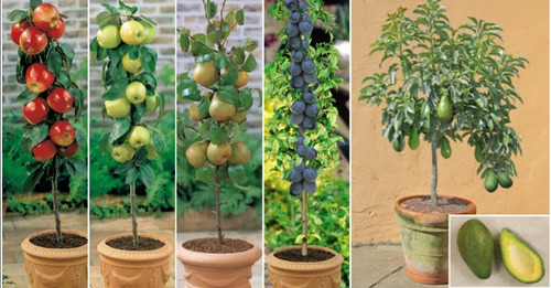 Frutales Que Puedes Cultivar Sin Tener Jardín, Decorativos