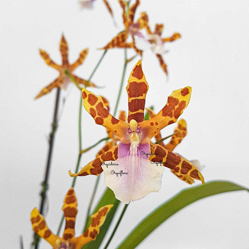 Orquídea Miltonia Clowesii Planta Adulta Flor Amarela-marrom | MercadoLivre