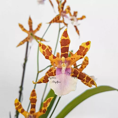 Orquídea Miltonia Clowesii Planta Adulta Flor Amarela-marrom