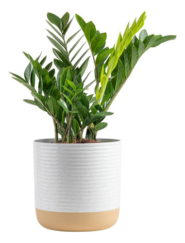 Zz Zamioculcas Zamiifolia, Planta De Interior, 22 Pulgada