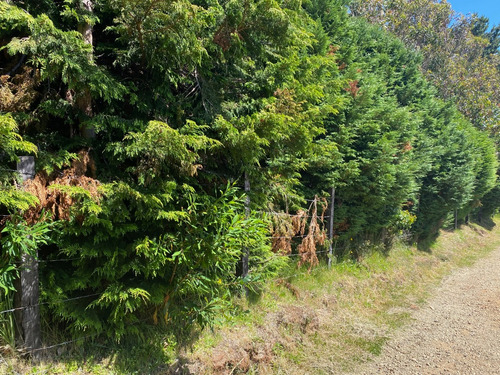 Parcela 5000m2, Cutipay Alto Lado Cementerio Niebla Valdivia