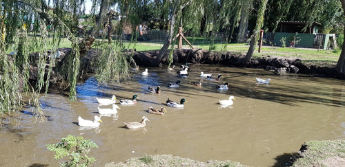 Patos Pekin Moñudos Y Marruecos Moñudos - 