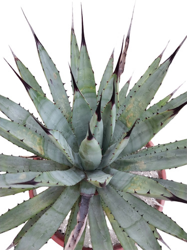 Agave Macroacantha Suculenta De Colección Quillayani Cactus
