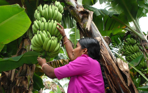 Corrida Financiera Para Cultivo De Plátano