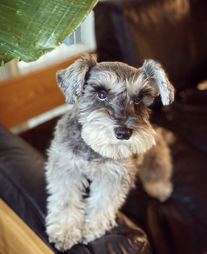 Cachorro Schnauzer Mini 05