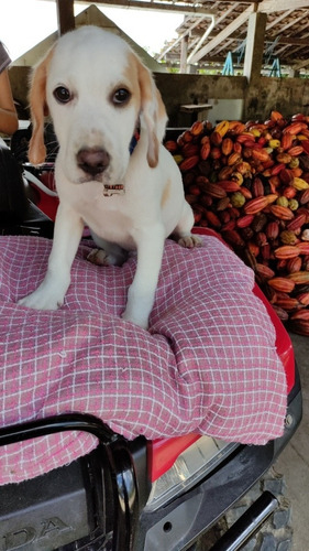 Imagem 2 de 5 de Filhotes Beagle Bicolor