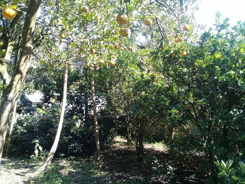 Imagem 4 de 20 de Chácara / / Mairinque-sp - 68422914
