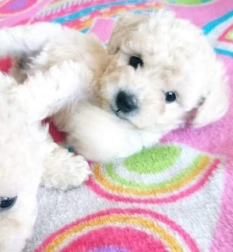 Macho Caniche - Encanto En Miniatura Crema