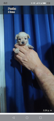 Poodle Toy Macho Un Mes Ocho Dias