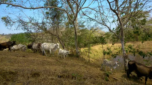 Finca De 25 Hec A 15 Minutos De Luruaco