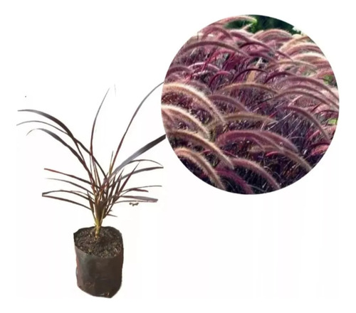 Arbusto Capim Roxo 4 Mudas 20 Cm - Externo