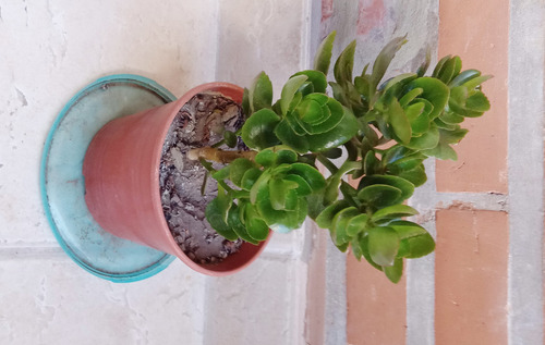 Kalanchoe Blossfeldiana Arbolito Frondoso Maceta 14