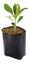 Comprar Bolsa Para Vivero De 1\u002F4  (l13*4cm)*a(13cm)*m8