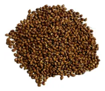 Comprar Sorgo Vassoura 100 Gr Sementes- Produção De Vassoura Caipi