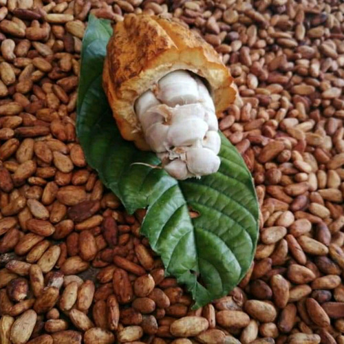 Chocolate Orgánico. X Libra. - Kg A - kg a $17000