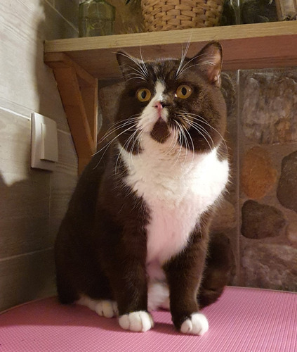 Filhotes De Gatos British Shorthair - Cor Bicolor Chocolate