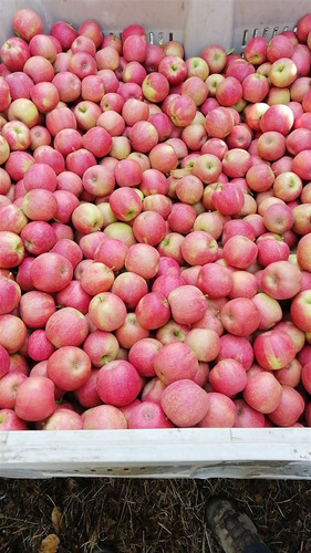 Campo Frutícola En Venta En Linares