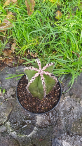 Imagen 4 de 6 de Órgano Planta Cactus De Colección Rara Exótico Suculenta