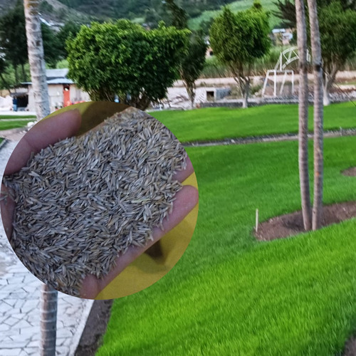 Semillas De Grass Bermuda Básica 7kg