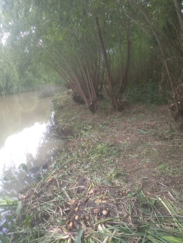 Imagen 8 de 13 de Terreno En El Delta Dos Hectáreas