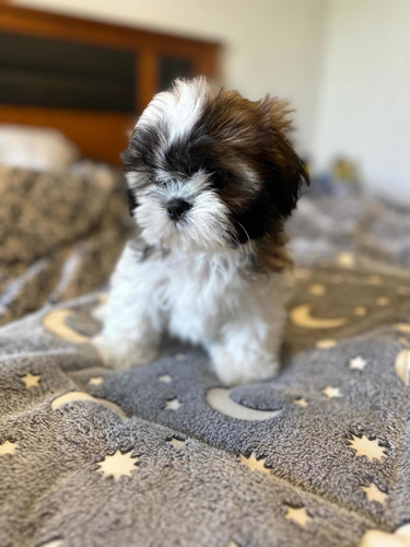 Shih Tzu Hembras