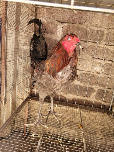 Gallos De Pelea (Usado)