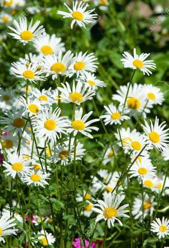 Semillas Flores Combo Para Sembrar En Invierno