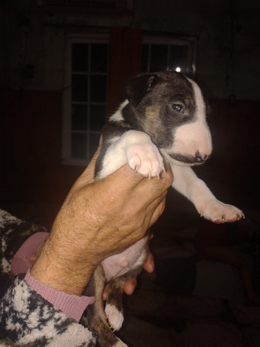 Cachorros Bullterrier 