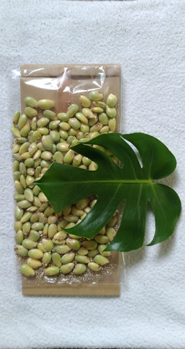 100 Semillas De Monstera Variegata Germinadas + Regalo