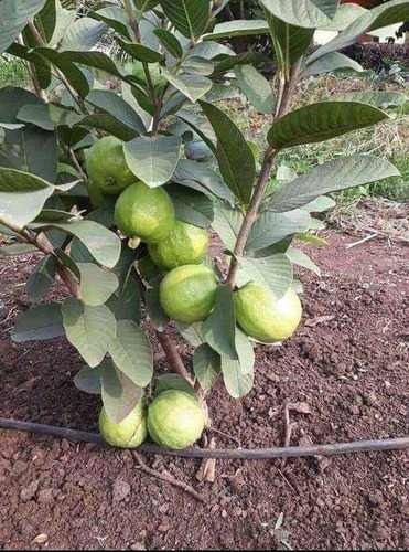 Guayaba Enana Gigante Prod. 5 Meses